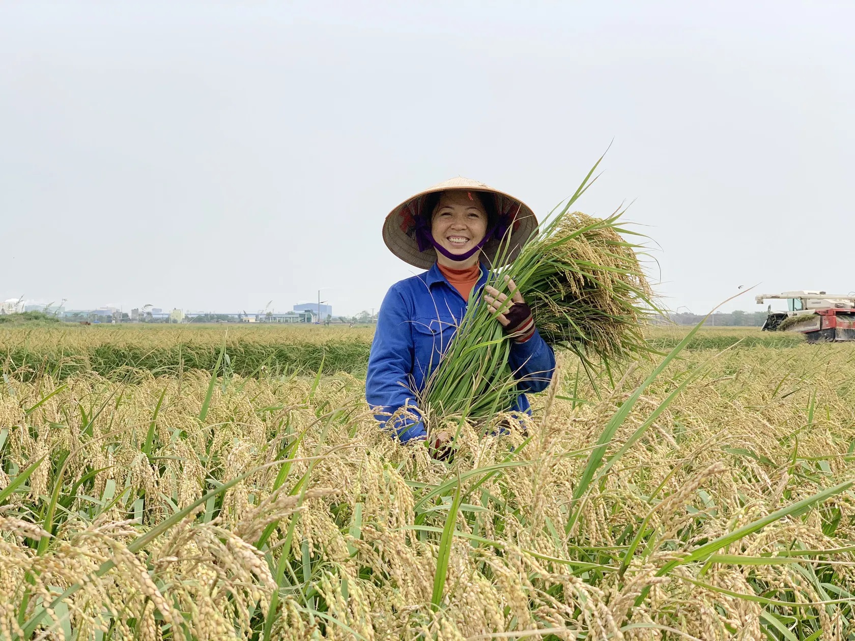 Giá gạo xuất khẩu khởi sắc: Cơ hội mở ra nhưng cuộc đua của gạo Việt vẫn chưa hạ nhiệt